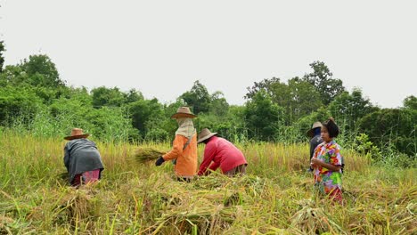 Cosecha-De-Arroz-A-Mano-En-Ubon-Ratchathani,-Tailandia,-Un-Niño-Espera-Instrucciones-Detrás-De-Cuatro-Mujeres-Cortando-Tallos-De-Arroz-Con-Sus-Hoces-Y-Atándolos-En-Gavillas-Bajo-El-Sol-De-La-Tarde