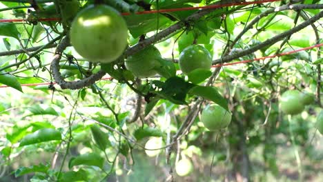 Una-Granja-De-Frutas-De-La-Pasión-Está-En-La-Temporada-De-Cosecha-No-Tóxica