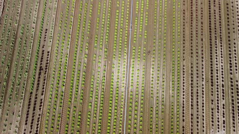 Aerial-Footage-of-a-Lettuce-Field-with-Red-and-Green-Plants,-Birds-Eye-View