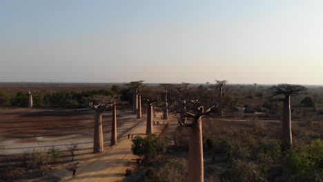 Baobab-trees-in-Madagascar.-Drone-climbing-above-trees