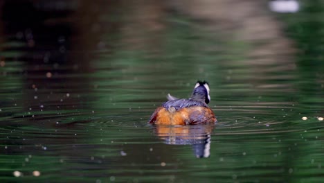 Nahansicht-Eines-Niedlichen-Weißbüscheltauchers,-Der-Auf-Einem-Teich-Fischt