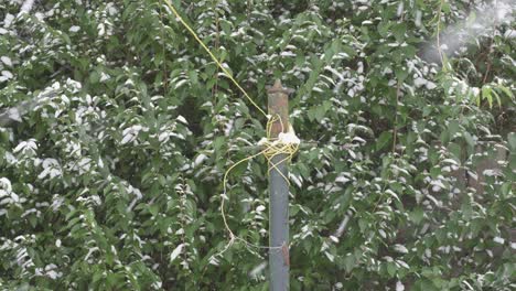 Nahaufnahme-Einer-Wäschestange,-Während-Es-Schneit