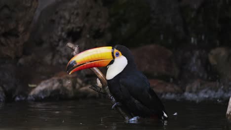 Tucán-Toco-Salvaje-Posado-En-El-Tronco-Y-Cayendo-Al-Agua,-Limpiando-El-Cuerpo-Con-Pico---Cerrar