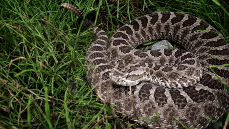 Serpiente-De-Cascabel-Escondida-En-La-Hierba---Veneno-Peligroso-De-Serpiente-Reptil