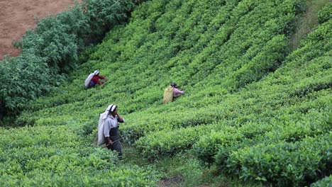 Vista-Estática-De-Las-Trabajadoras-Del-Jardín-De-Té-Recolectando-Hojas-Para-Secarlas-En-Los-Campos-De-La-Fábrica-De-Té-Kadugannawa,-Montañas-Interiores-De-Sri-Lanka,-Diciembre-De-2014