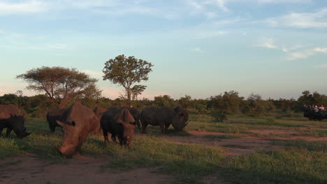 Weite-Sicht-Auf-Grasende-Nashörner,-Während-Im-Hintergrund-Ein-Safarifahrzeug-Vorbeifährt