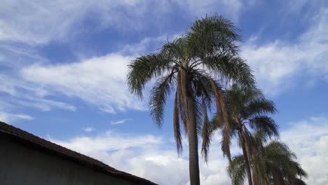 Palma-Vieja-De-La-Granja-En-Un-Día-Nublado