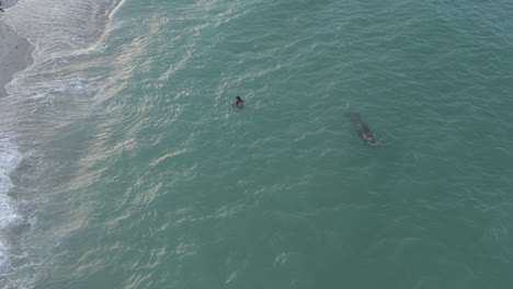 Manatee-surfaces,-surprises-man-in-murky-shallow-ocean-beach-water