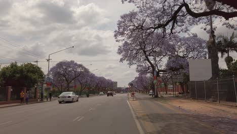 POV-Aufnahme-Eines-Autos,-Das-Durch-Eine-Von-Jacarandabäumen-Gesäumte-Straße-Fährt