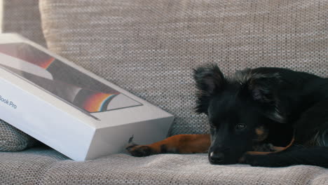 Dog-laying-and-falling-asleep-next-to-the-new-Apple-MacBook-Pro-with-M1-Max-Chip-on-a-couch-in-a-living-room