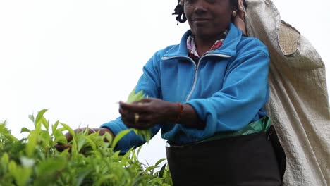 View-of-female-tea-garden-worker-wearing-blue-jacket-and-collecting-tea-leaves-in-Kadugannawa-Tea-Factory-fields-on-a-cloudy-day,-located-in-inner-mountains-of-Sri-Lanka,-december-2014