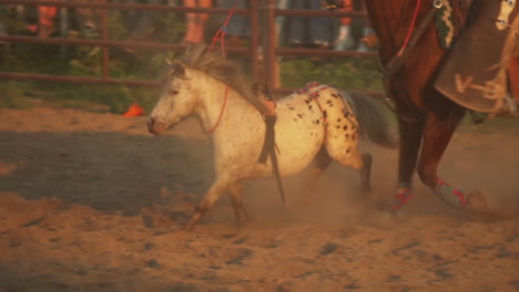 Ternero-Siendo-Atado-En-Un-Evento-De-Lazo-De-Terneros-En-Equipo-Por-Vaqueros-En-Un-Rodeo-Campestre