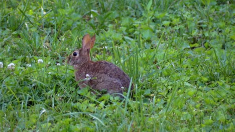 Vorsichtiger-Brauner-Hase,-Der-Sich-Im-Gras-Umschaut-4k