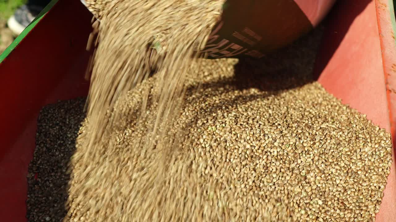 Premium stock video - Close up of filling the seeder with hemp seeds ...