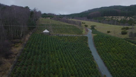 Weihnachtsbaumfarm-Mit-Reihen-Junger-Nadelbäume,-Die-Auf-Ackerland-Wachsen