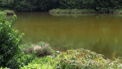 Seymour&#39;s-Farm-Naturschutzgebiet,-Bermuda