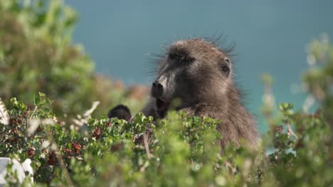 Männlicher-Pavian-Kratzt-Sich-Beim-Kauen-Und-Essen-Von-Früchten-In-Der-üppigen-Baumkrone-Von-Cape-Point