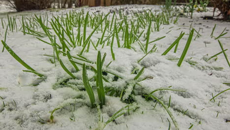 Schneeglöckchen-Mit-Schmelzendem-Schnee-Im-Feld.---Nahaufnahme