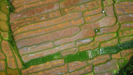 Bellas-Imágenes-Cinematográficas-De-Ubud,-Bali-Drone-Con-Exótica-Terraza-De-Arroz,-Pequeñas-Granjas-Y-Plantaciones-Agroforestales