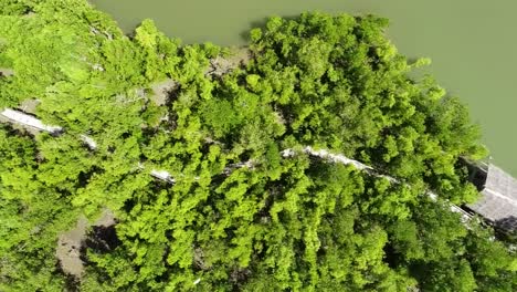 Una-Hermosa-Vista-De-Un-Bosque-De-Manglares-Filmada-Con-Un-Dron