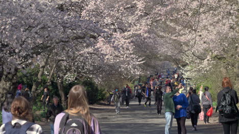 People-Walk-And-Take-Photos-Under-Cherry-Blossom-Trees-In-Central-Park,-N