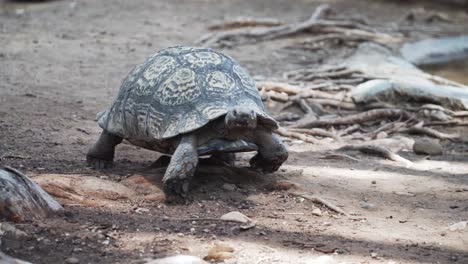 Tortuga-Caminando-Por-El-Suelo-En-El-Cabo-Occidental,-Sudáfrica---De-Cerca