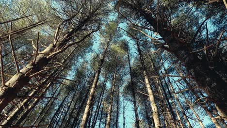 Tall-pine-trees-swaying-in-a-brisk,-winter-wind