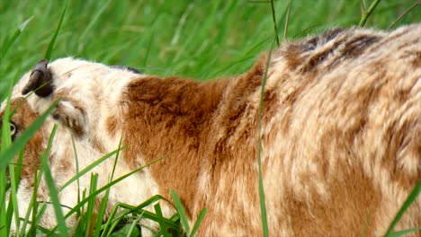 Ovejas-Comiendo-Pasto.