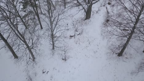 Top-down-aerial-view-over-barren-snow-covered-deciduous-forest-floor