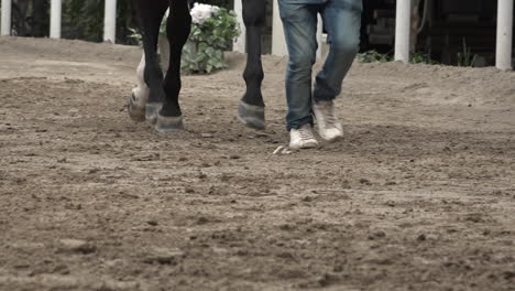 Un-Entrenador-Conduce-Un-Caballo-Al-Trote-A-Través-De-Una-Arena