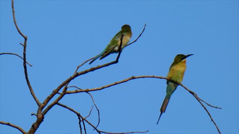 Pájaros-Cazadores-De-Abejas