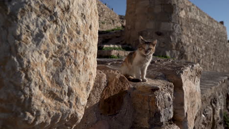 Pequeño-Gatito-De-Piel-Multicolor-Sentado-En-Las-Ruinas-Del-Castillo-De-Kerak