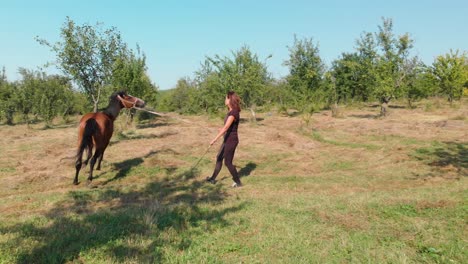 La-Niña-Le-Está-Enseñando-A-Un-Caballo-Joven-A-Caminar-En-Círculo,-Tiro-Largo-Pannong---Bulgaria