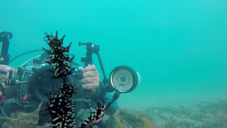 Un-Video-De-Un-Camarógrafo-Submarino-Que-Filma-Un-Pez-Aguja-Ornamentado-Y-Otra-Vida-Marina-A-30-Fps