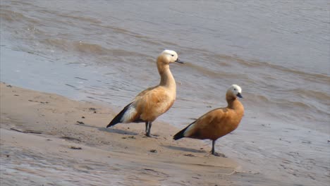 Ruddy-Shelduck--mp4-Ruddy-Shelduck--mp4