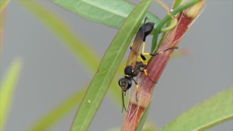 paper-wasp-....paper-wasp-...