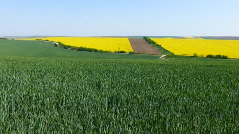 Levels-of-young,-green-wheat