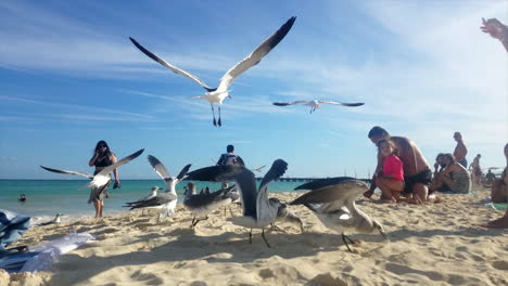 Una-Bandada-De-Gaviotas-Alimentadas-Por-Una-Niña-Y-Su-Padre-En-La-Concurrida-Playa-De-México-En-Un-Día-Soleado