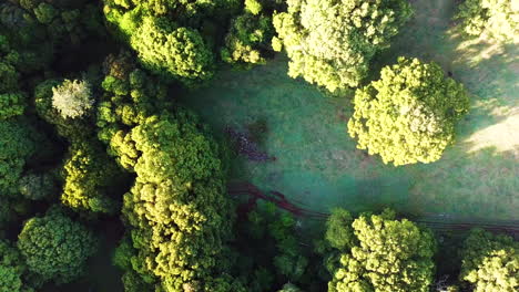 Drone-looking-straight-down,-slowly-rotating-above-large-green-trees,-grass-area-and-pile-of-rocks