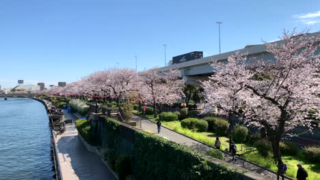 Un-Río-Con-Flores-De-Cerezo-En-El-Parque-Sumida