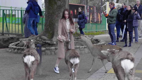 Mujer-Alimentando-Ciervos-En-El-Parque-De-Nara