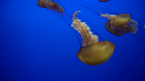 Ortigas-Del-Mar-Pacífico-A-La-Deriva-Y-Pulsando-Armoniosamente-En-El-Acuario-De-La-Bahía-De-Monterey-En-California