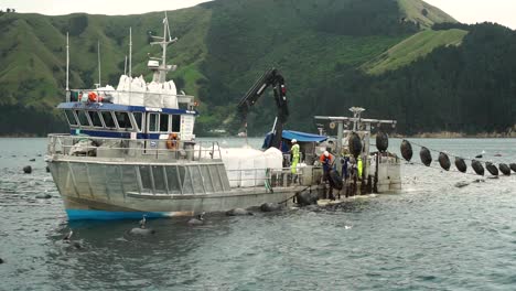 SLOWMO---Mussel-boat-at-plantation-with-crew-harvesting-New-Zealand-greenshell-mussels