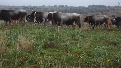 Rebaño-De-Vacas-Caminando-Al-Pasto-En-El-Sur-De-Italia