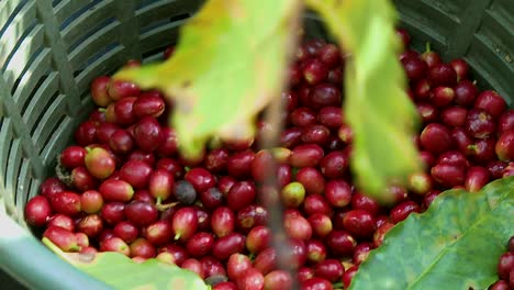 Cerezas-De-Cafe-En-Canasta