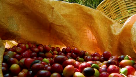 Coffee-cherries-inside-bag