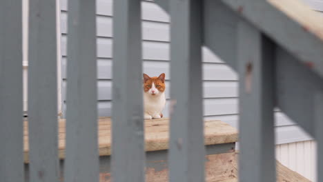 Gato-Sentado-Afuera-En-Un-Escalón-De-Madera