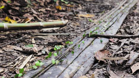 Ants-working-in-the-Amazon-Rain-Forest,-Carry-Leafs,-Cusco,-Peru,-South-america