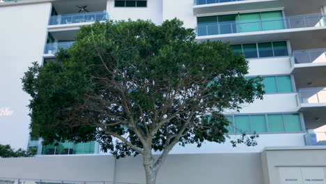 Slow-upward-panning-shot-of-a-white-park-bench-with-a-green-bushy-tree-blowing-in-the-wind-in-front-of-high-rise-apartments-at-Woody-Point-Jetty-on-a-cold-sunny-morning