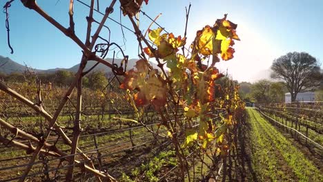 A-grape-leaf-at-the-Groot-Constantia-Wine-Vineyard-in-Cape-Town,-South-Africa